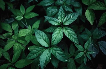 Nature View Of Green Leaf Background, Dark Wallpaper Concept.
