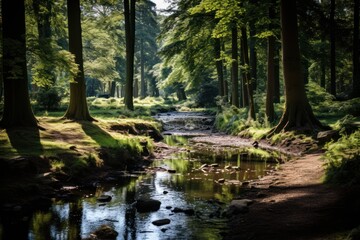 A view of a river flowing through a forest. The concept of peace, relaxation and walks in nature, hiking