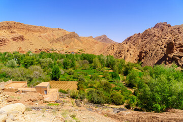 Agricultural field in the Dades Gorge, High Atlas