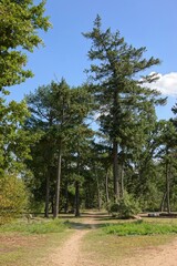 Chemin de balade dans la nature avec de grands conifères du soleil et ciel bleu