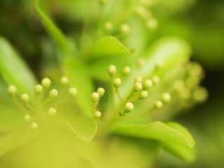 Close-up of flower buttons in a park on a sunny day.