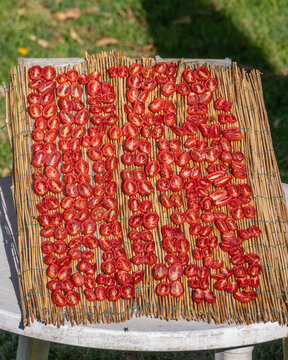 Halved red tomatoes are dried in the sun in the summer season