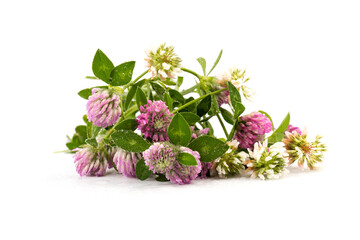 Red clover on white background in close up. Red clover is a clowering plant used in traditional medicine.