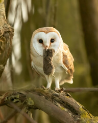 BARNOWL WITH PREY