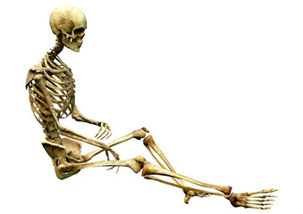 3D Rendering Human Skeleton on White