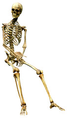 3D Rendering Human Skeleton on White