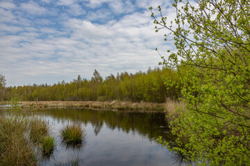 lake in the forest