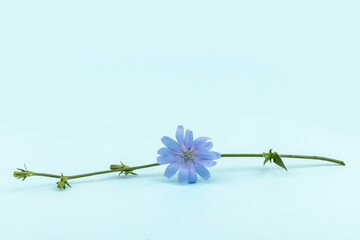 Cichorium intybus - common chicory flowers isolated on blue background. Beautifull flowers of chicory. - obrazy, fototapety, plakaty