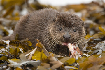 Fototapeta premium OTTER MUNCH & CRUNCH