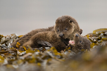 OTTER PLAYFIGHT