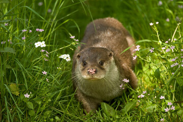 OTTER IN THE MEADOW