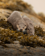 OTTERS MOVE THROUGH THE KELP