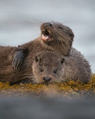 OTTERS LAUGHING COMICAL