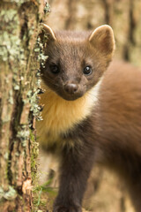 PINE MARTEN