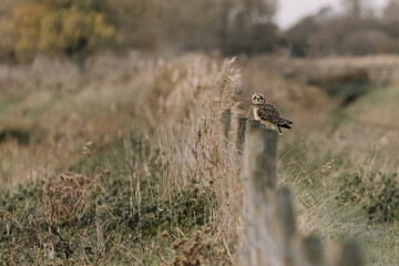 SHORT EARED OWL PERCHED