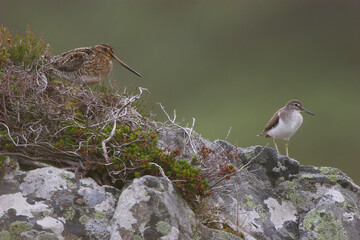 SNIPE AND SANPIPER