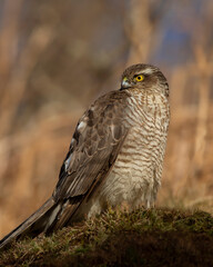 SPARROW HAWK