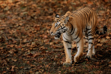 TIGERS CAMOUFLAGE