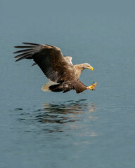 WHITE TAILED SEA EAGLE WITH TALONS POISED