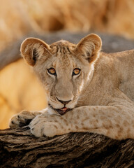 YOUNG LION LOOKING SEDUCTIVE