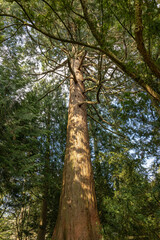 trees in the forest frog shot