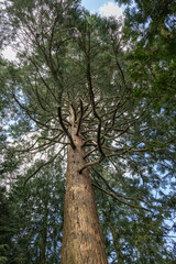 Fototapeta premium tree in the forest frog shot