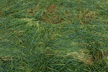 Field of mown green grass, top view. Background from fresh and dry grass growing in summer for publication, poster, screensaver, wallpaper, postcard, banner, cover, post. High quality photo