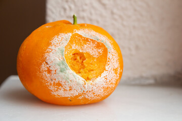 Moldy tangerine, closeup of rotten mandarin.