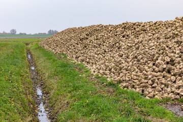 A clamp of sugar beets are stacked on farmland alongside a ditch in autumn.