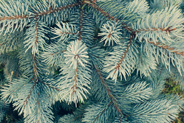 Naklejka na ściany i meble Pine branches with blue needles, close-up. Background from spruce for publication, design, poster, calendar, post, screensaver, wallpaper, postcard, banner, cover, website. High quality photo