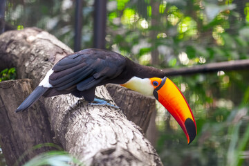 Toucan bird big bill sitting on the branch in the forest. Nature travel in central America.