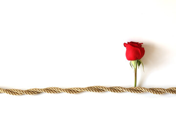 Red rose is tied with a gold rope on white background for copy space.