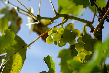 Vineyards in Bavaria with grapes