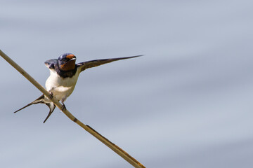 Rauchschwalbe an der Ostsee	
