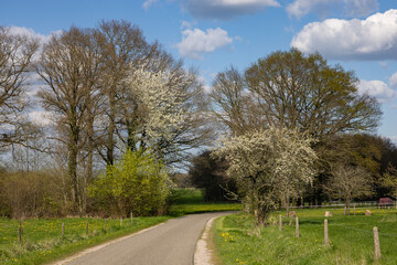 Fototapeta na wymiar road in the countryside with trees and blossum