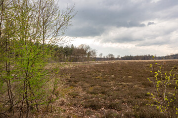 spring in the countryside