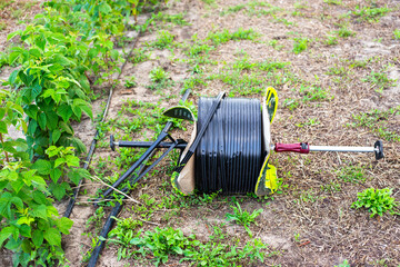 Roll of drip tape on a raspberry plantation. Laying irrigation for plant growth and nutrition