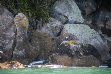 seagull with its back on rock next to the sea. Abel Tasman. New Zealand