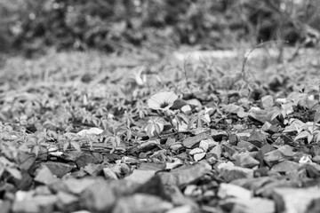 black and white Pretty yellow petite petals of Creeping daisy on dark green leaves, known as many name on located area are Singapore daisy, Trailing daisy