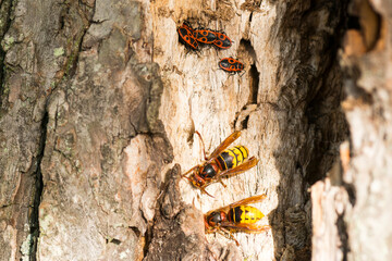 Hornissen (Vespa crabro) am Nest und Gemeine Feuerwanzen