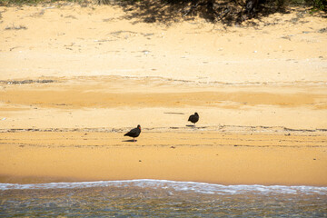 black bird with orange beak on the beach in abel tasman in new zealand