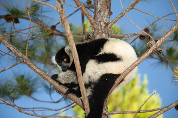 Fototapeta premium black and white ruffed lemur in its natural habitat, Madagascar
