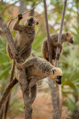 Common brown lemur (Eulemur fulvus) with orange eyes.
