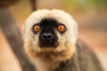 Common brown lemur (Eulemur fulvus) with orange eyes.