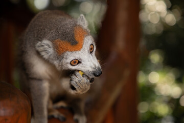 Crowned lemur (Eulemur Coronatus), endemic animal
