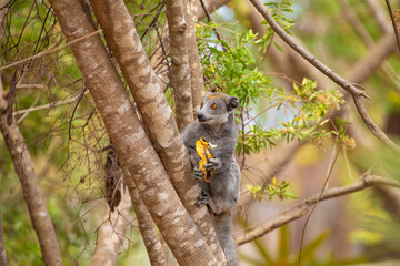 Crowned lemur in forest Madagascar nature.