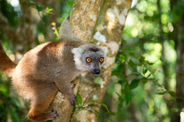 Crowned lemur (Eulemur Coronatus), endemic animal