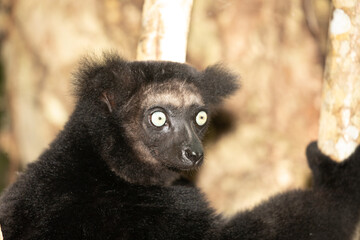 Lemur Indri indri, babakoto largest lemur from Madagascar