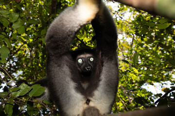 Lemur Indri indri, babakoto largest lemur from Madagascar