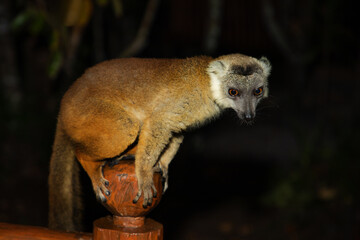 Lemur mischiefs on veranda bungalow and waits for food